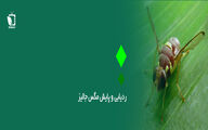 ردیابی و پایش مگس جالیز