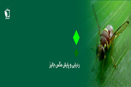 ردیابی و پایش مگس جالیز