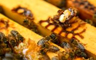 شیوع انگل جدید زنبورعسل؛ تهدیدی جهانی برای امنیت غذایی