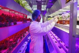 پژوهشگران سعودی فناوری‌های نوآورانه‌ای برای کشت سریع زعفران و تولید گل توسعه دادند