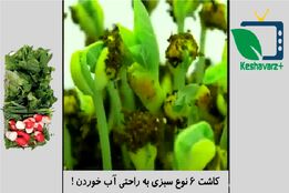 ویدیوی زیر روش آسان کاشت ۶ نوع سبزی در خانه را به شما نشان می دهد.