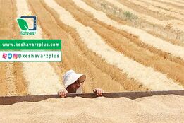 گندم در حال قاچاق به کشورهای همسایه