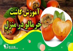 آموزش کاشت خرمالو در منزل