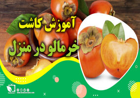 آموزش کاشت خرمالو در منزل