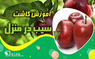 آموزش کاشت سیب در منزل