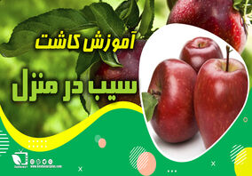آموزش کاشت سیب در منزل