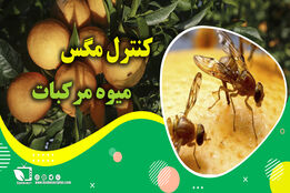 راه های اصولی و علمی مبارزه با مگس میوه در باغات مرکبات