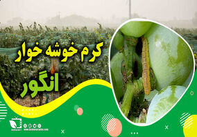 کشاورزپیشرو/ کنترل و مبارزه با کرم خوشه خوار انگور