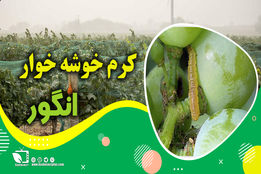 کشاورزپیشرو/ کنترل و مبارزه با کرم خوشه خوار انگور