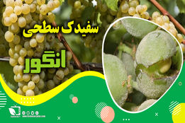 کشاورزپیشرو/ کنترل و مبارزه با سفیدک سطحی انگور