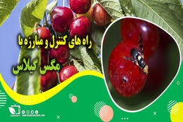 کشاورز پیشرو/ راه های کنترل و مبارزه با مگس گیلاس