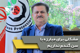 گفتگوی اختصاصی با چنگلوایی رییس سازمان حفظ نباتات در رابطه با اخرین وضعیت سن گندم در کشور