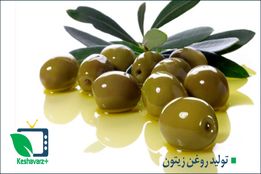 مراحل تولید روغن زیتون