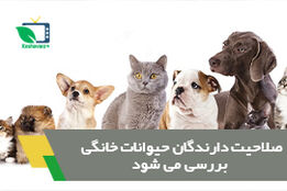 صلاحیت دارندگان حیوانات خانگی باید بررسی شود