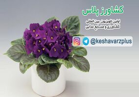 آموزش نگهداری گل بنفشه آفریقایی در منزل از زبان غرفه داران نمایشگاه گل و گیاه تهران