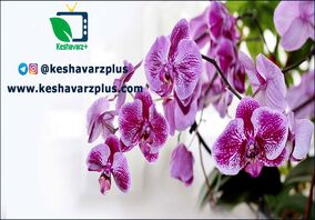 آموزش قلمه زدن گل ارکیده (قسمت دوم)