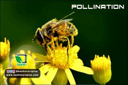 اهمیت گرده افشانی در آینده غذایی انسانها و زمین(دوبله اختصاصی)