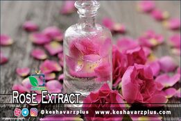 راه تشخیص گلاب خالص از تقلبی و آشنایی با برخی از خواص عرقیات گیاهی