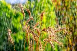 هشدار هواشناسی نسبت به خسارات احتمالی به بخش کشاورزی از 13 تا 15 خرداد