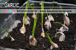 آموزش کاشت سیر در گلدان با روشی آسان (دوبله اختصاصی)