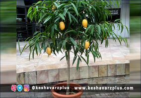 آموزش کاشت انبه در گلدان با روشی آسان (دوبله اختصاصی)