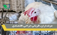 مرغداران، قربانی جراحی اقتصادی