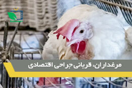 مرغداران، قربانی جراحی اقتصادی