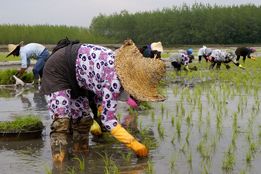 برنجکاران سود معقول دریافت می‌کنند