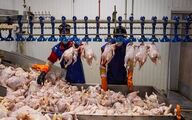 قیمت رسمی مرغ اعلام شد/ گران‌تر از این قیمت نخرید