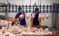 قیمت رسمی مرغ اعلام شد/ گران‌تر از این قیمت نخرید