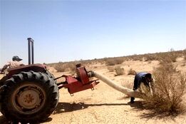 ملخ‌های بومی برای تولید خوراک طیور و آبزیان جارو می‌شوند