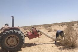 ملخ‌های بومی برای تولید خوراک طیور و آبزیان جارو می‌شوند
