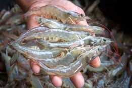 شنا به‌سوی بازارهای سرد؛ عزم گرم اتحادیه آبزیان برای گشایش صادرات به روسیه