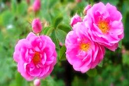 ایران، سرزمین گل محمدی