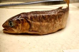 ماهی‌های پیر و جوان، کوچک‌تر شده‌اند!