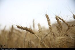 ارز واردات گندم دوباره 28500 تومان شد