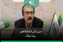 سن زدگی گندم کاهش پیدا می کند