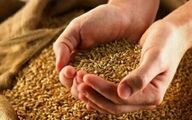  قیمت جدید درباره قیمت احتمالی گندم/ قیمت گندم چقدر گران می‌شود؟