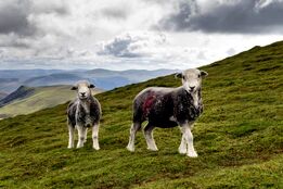کشاورزان مناطق مرتفع برای توقف کشاورزی، مشوق مالی دریافت می‌کنند