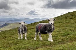 کشاورزان مناطق مرتفع برای توقف کشاورزی، مشوق مالی دریافت می‌کنند