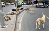 تغذیه خودسرانه سگ‌‎های بی صاحب در استانبول ممنوع شد