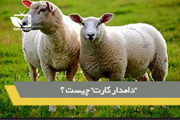 "دامدار کارت" چیست و چه کمکی به دامداران می کند؟