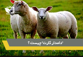 "دامدار کارت" چیست و چه کمکی به دامداران می کند؟