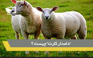 "دامدار کارت" چیست و چه کمکی به دامداران می کند؟
