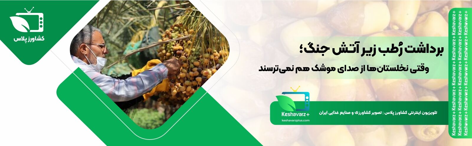 برداشت رُطب زیر آتش جنگ؛ وقتی نخلستان‌ها از صدای موشک هم نمی‌ترسند