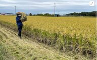 افزایش دوباره قیمت برنج در ژاپن؛ آزمونی برای نخست‌وزیر جدید