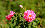 روز ملی گل محمدی و گلاب
