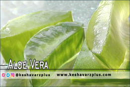 آموزش استخراج ژل آلوئه ورا (دوبله اختصاصی)