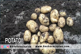 کاشت سیب زمینی تا برداشت در ۲ ماه
