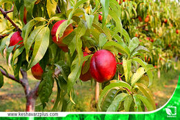 گلایه های یک باغدار!